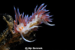 I took this nudi shot @ Bodrum/Turkiye. by Alp Baranok 